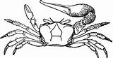 Crab Fiddler Clipart Drawing Ghost Claw Etc Getdrawings Clipground Large sketch template