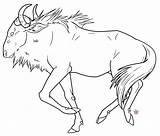Wildebeest Coloring Cartoon Template Pages sketch template