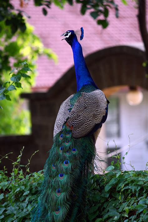 peacock national bird  india life amazing