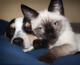 hond en kat samen  huis doggonl