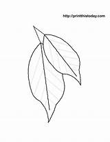 Coloring Leaves Leaf Pages Printable Palm Autumn Large Print Fall Branch Flower Maple Sheets Color Library Clipart Comments Kids Line sketch template
