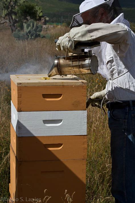 Life At Rancho Santa Clara Bee Day Arrives