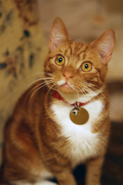 7 fun facts about orange tabby cats paws planet