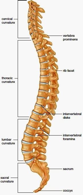 vertebral column curves   vertebral column