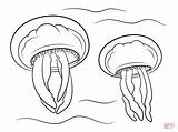 Qualle Jellyfish Meduza Kolorowanka Colorir Meduzy Dwie Desenhos Medusa Malvorlage Kolorowanki Druku Drukowania Malvorlagen sketch template