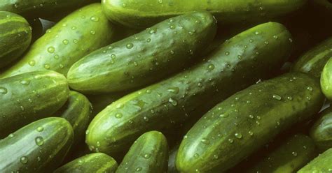 285 people sick after salmonella outbreak in cucumbers ny daily news