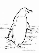 Pinguin Pinguine Malvorlage Ausmalbild Ausmalen Ijsbeer Kleurplaten Jong Zeehond Penguin Pingu sketch template