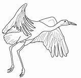 Crane Coloring Pages Whooping Drawing Fly Cranes Printable Color Siberian Sheet Ichabod Bird Supercoloring Origami Template Construction Print Getdrawings Getcolorings sketch template
