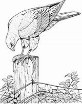 Coloring Pages Bird Realistic Hard Printable Adults Drawings Animal Hawk Animals Print sketch template