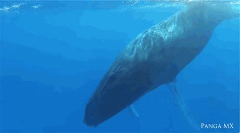 rare footage captures a sleepy whale waking up from a nap iflscience