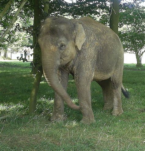 File Whipsnade Elephant Summer 2006  Wikimedia Commons
