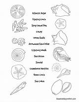 Seashell Identification Worksheet Coloring Sea Kids Seashells Pages Shell Names Shells Drawing Matching Conch Florida Sheets Animals Worksheets Printable Shapes sketch template