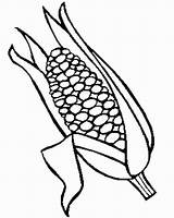 Coloring Corn Stalk Pages Library Clipart sketch template