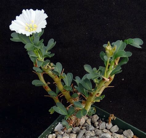 1 Live Plant Sarcocaulon Vanderetiae Monsonia Succulent Kyps16