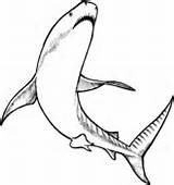 Tiger Shark Coloring Sharks Three sketch template