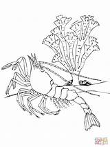 Coloring Shrimp Crustacean Pages Decapod Printable Krill Ocean Northern Color 1600px 35kb 1200 sketch template