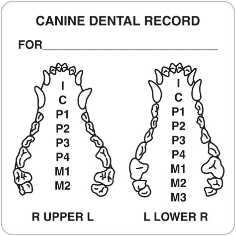 canine dental record