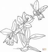 Orchid Coloring Orchids Pages Flower Printable Flowers Designlooter Popular Categories Drawings Kids sketch template