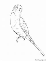 Budgie Coloring Pages Perruche Printable Swallow Dessin Colorier Drawing Bird Conure Imprimer Budgies Outline Kid Birds Coloriage Print Color Sun sketch template