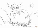 Yak Coloring Pages Pluspng Click Drawing Printable Calf Mother Designlooter sketch template