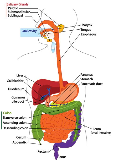 file digestive system diagram en svg psychology wiki fandom powered
