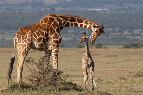 giraffes endangered conservation status threats