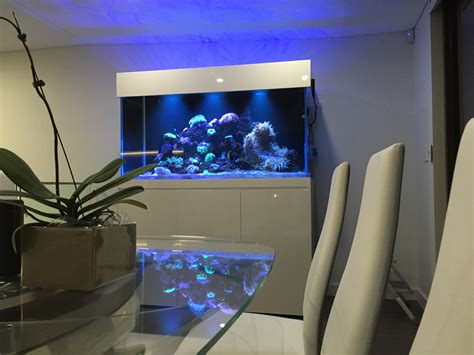 custom home  wall aquarium aquarium architect custom fish tanks sydney
