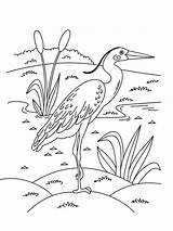 Coloring Pages Egrets Egret Birds Printable sketch template