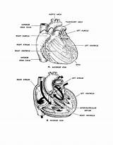 Anatomy Physiology Coloring Heart Pages Human Figure Printable Clipart Basic Sketchite Getcolorings Library Popular Getdrawings Template Color Coloringhome Last Comments sketch template