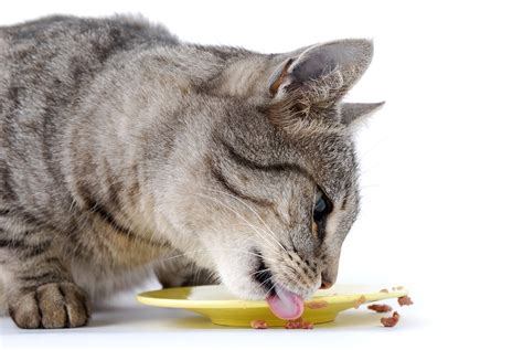 benefits  digestive enzymes  cats