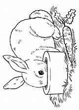 Conigli Pianetabambini Coniglio Rabbit Coniglietto sketch template