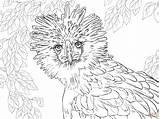 Eagle Coloring Philippine Pages Drawing Endangered Philippines Printable Realistic Portrait Supercoloring Ausmalbilder Species Animals Color Zum Getcolorings Bald Main Malvorlagen sketch template