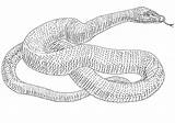 Anaconda Vs sketch template