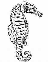 Coloring Seahorse Realistic Pages Print Drawing Printable Colouring Library Clipart Getdrawings Popular sketch template