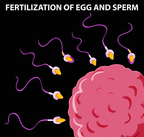 diagram showing fertilization  egg  sperm  vector art