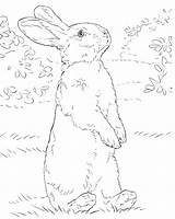 Lapin Hase Realiste Coloriage Hasen Stehender Ausmalbilder Ausmalbild Hind Hinterbeinen Supercoloring Imprimer Rabbits Osterhase Illustration sketch template