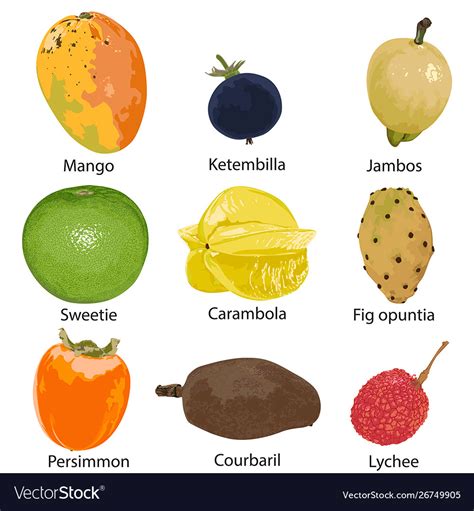 set  fruits royalty  vector image