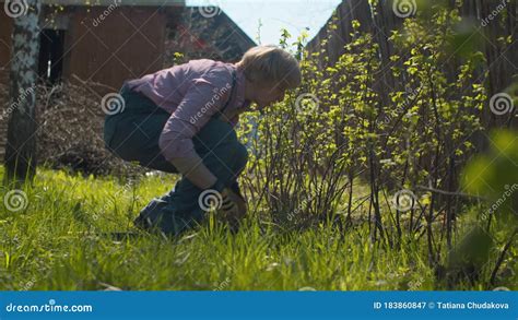 mature woman picking weeds around currant bushes stock video video of
