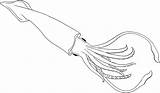 Squid Coloring Pages Printable Drawing Template Firefly Color Print Realistic Cute Sea Animals Getdrawings Getcolorings sketch template