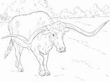 Coloring Longhorn Pages Texas Realistic Cow Bull Longhorns Bucking Angus Drawing Printable Sheet Animal Head Color Colouring Supercoloring Adult Print sketch template