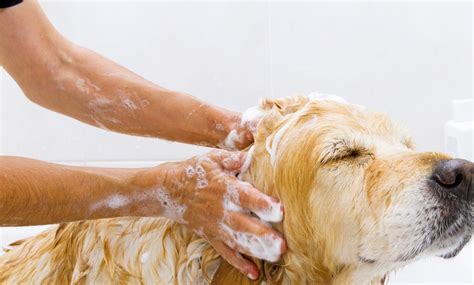 dog care packages pet set spa south bay groupon