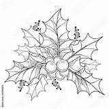 Coloring Berries Isolated Ilex Contour Branch sketch template