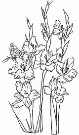 Gladiolus Flower Line Clip Coloring Pages Drawing Flowers Clipart Gladioli Gladious Larkspur Outline Photobucket Printable Cliparts Drawings Tattoo Clipground Dover sketch template