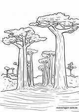 Malvorlage Baobab Malvorlagen Kostenlose Baum Angebot Bildes Setzt öffnet Bäume sketch template