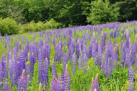 love  wild lupine