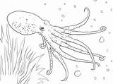 Octopus Swimming Colorluna sketch template