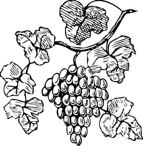 grape outline   grape outline png images