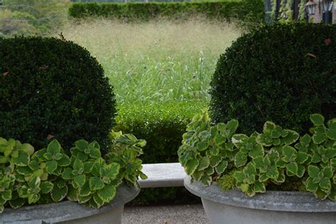 Winter Protection For Boxwood Deborah Silver And Co