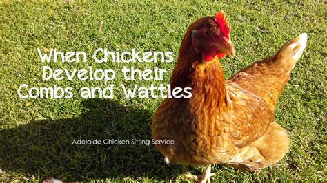 blog adelaide chicken sitting service