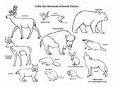 Dakota Mammals sketch template